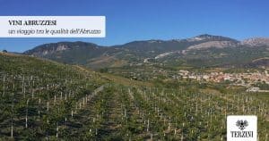 Vini abruzzesi: un viaggio tra le qualità dell'Abruzzo